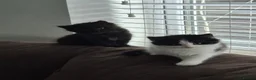 Mixed Breed cats for sale: Beautiful Kittens - Advert 1