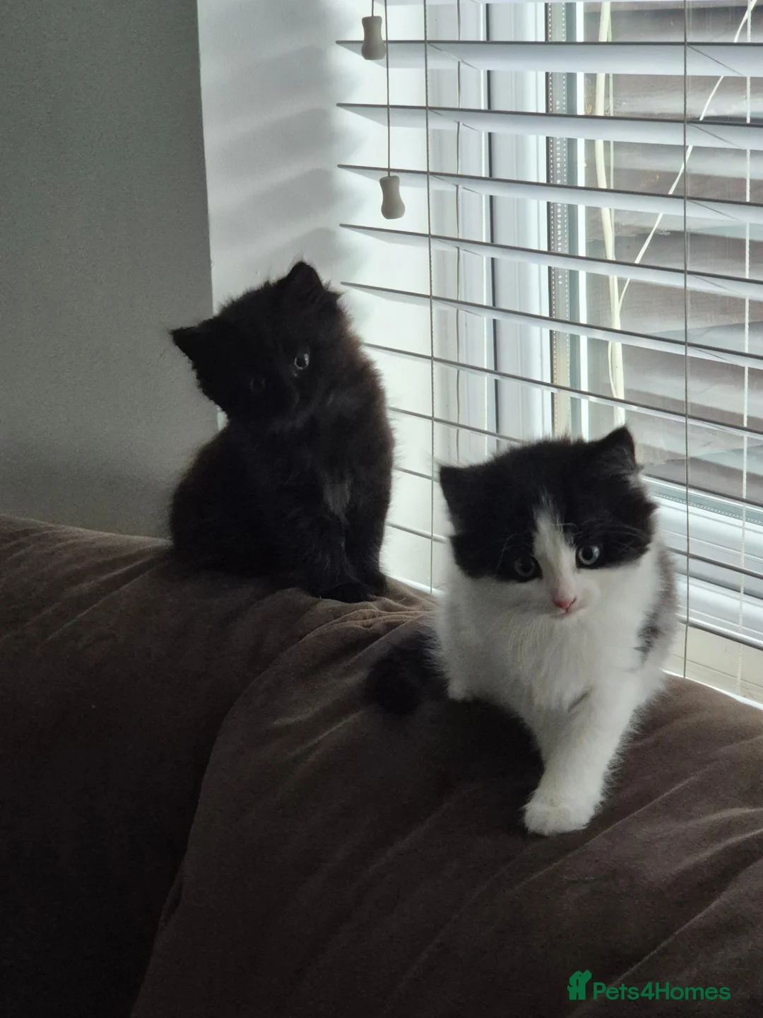 Mixed Breed cats for sale: Beautiful Kittens - Advert 1