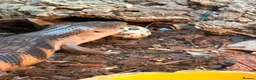 Skink reptiles for sale: northern blue tongue skink  approx 8 months old  in Bromsgrove - Advert 2