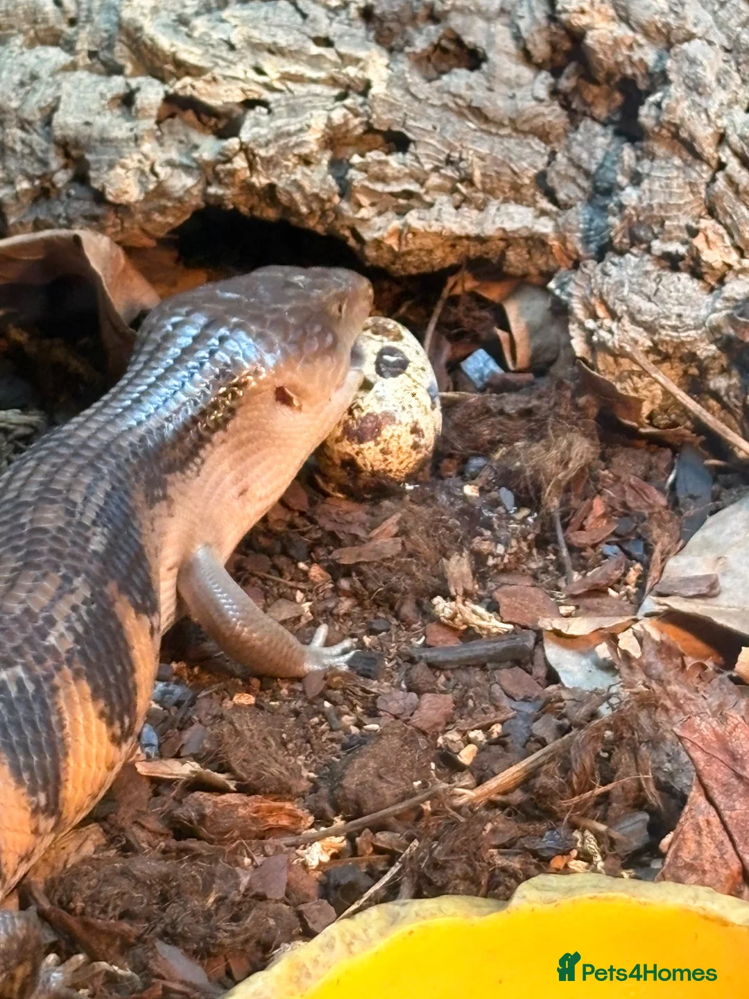 Skink reptiles for sale: northern blue tongue skink  approx 8 months old  in Bromsgrove - Advert 2