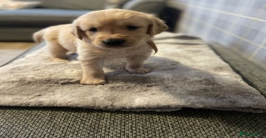 Golden Retriever dogs - Advert 5
