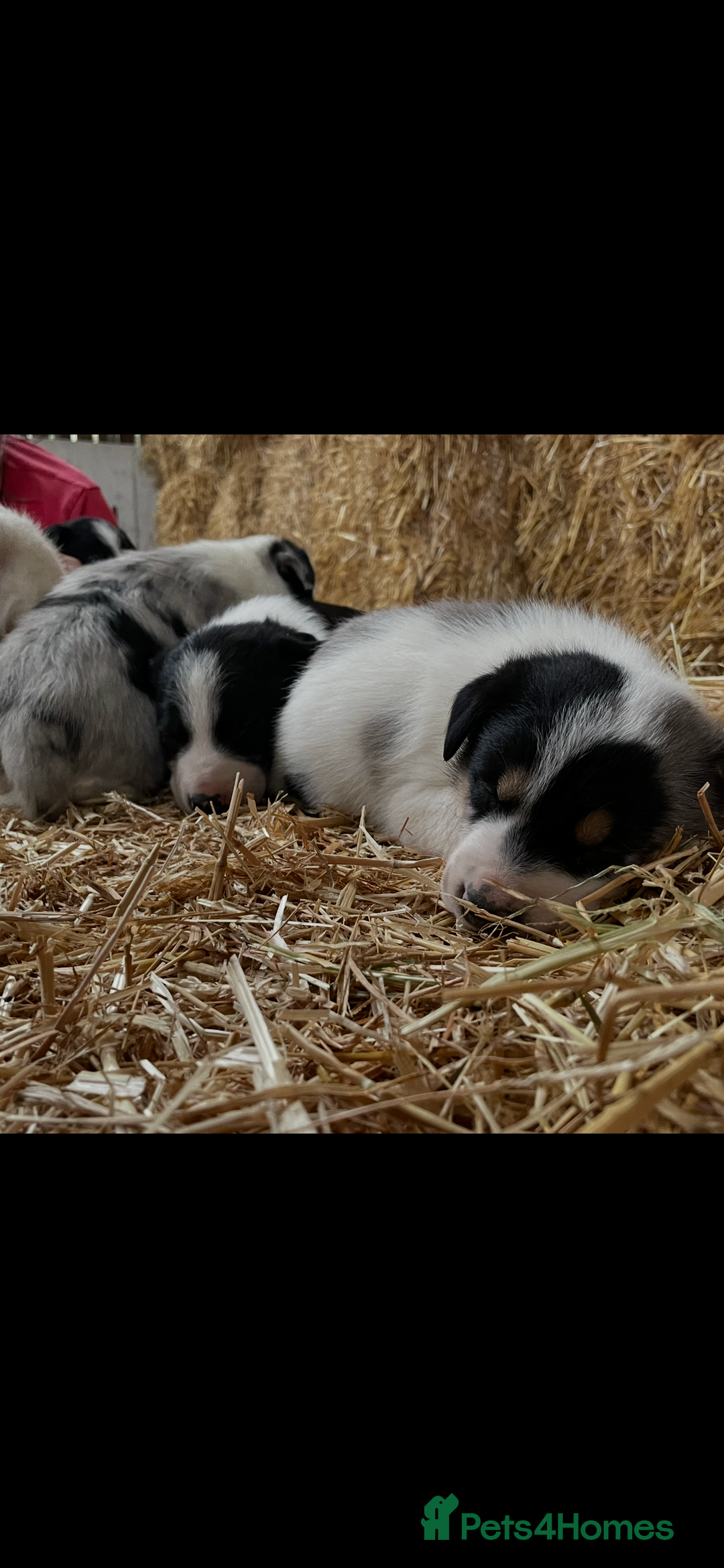 Border Collie dogs for sale: Beautiful cheeky border collies for sale - Image 23