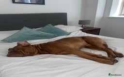 Dogue De Bordeaux dogs for stud: STUNNING DOGUE DE BORDEAUX STUD AVAILABLE - Image 5