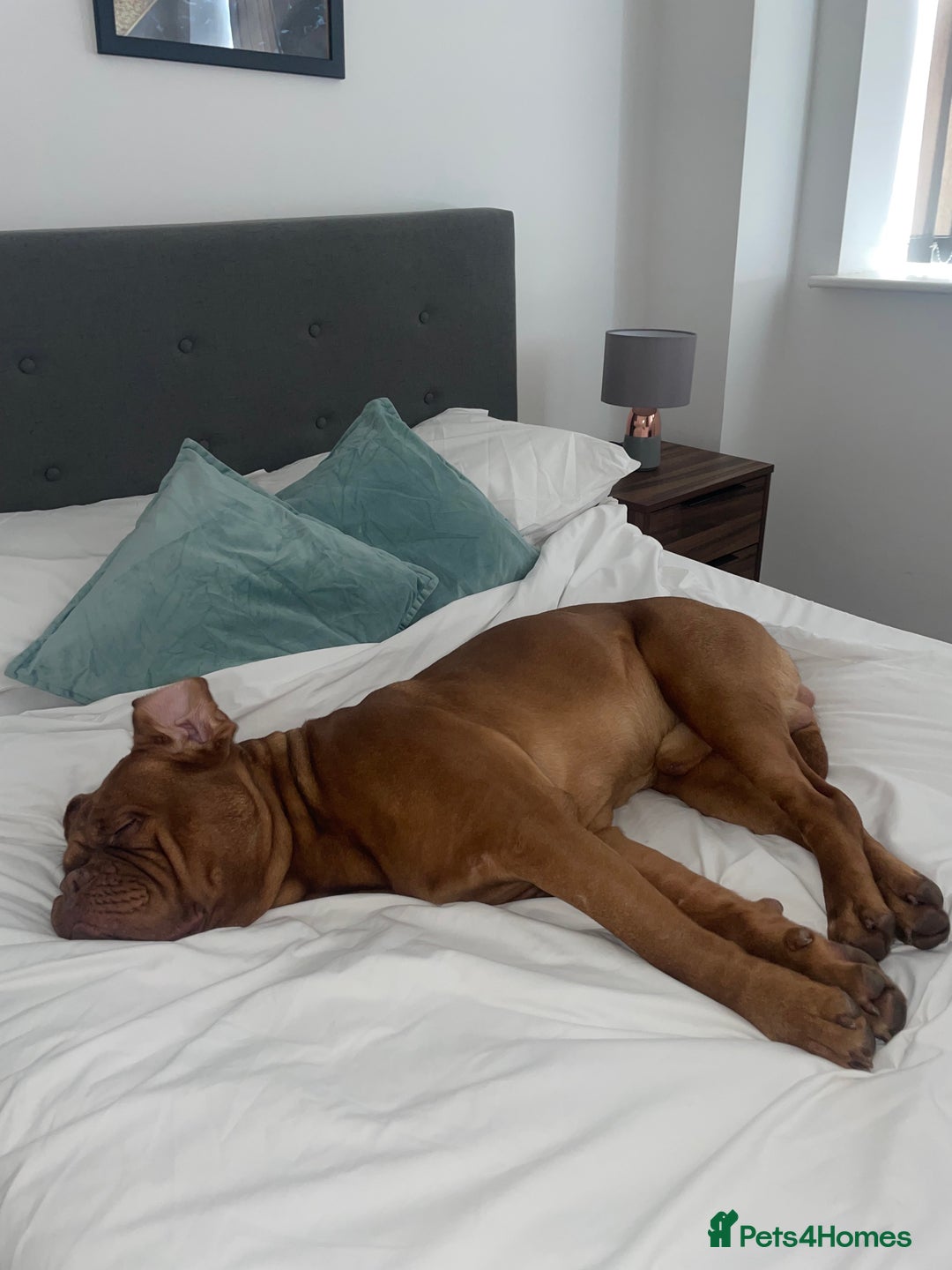 Dogue De Bordeaux dogs for stud: STUNNING DOGUE DE BORDEAUX STUD AVAILABLE - Image 5