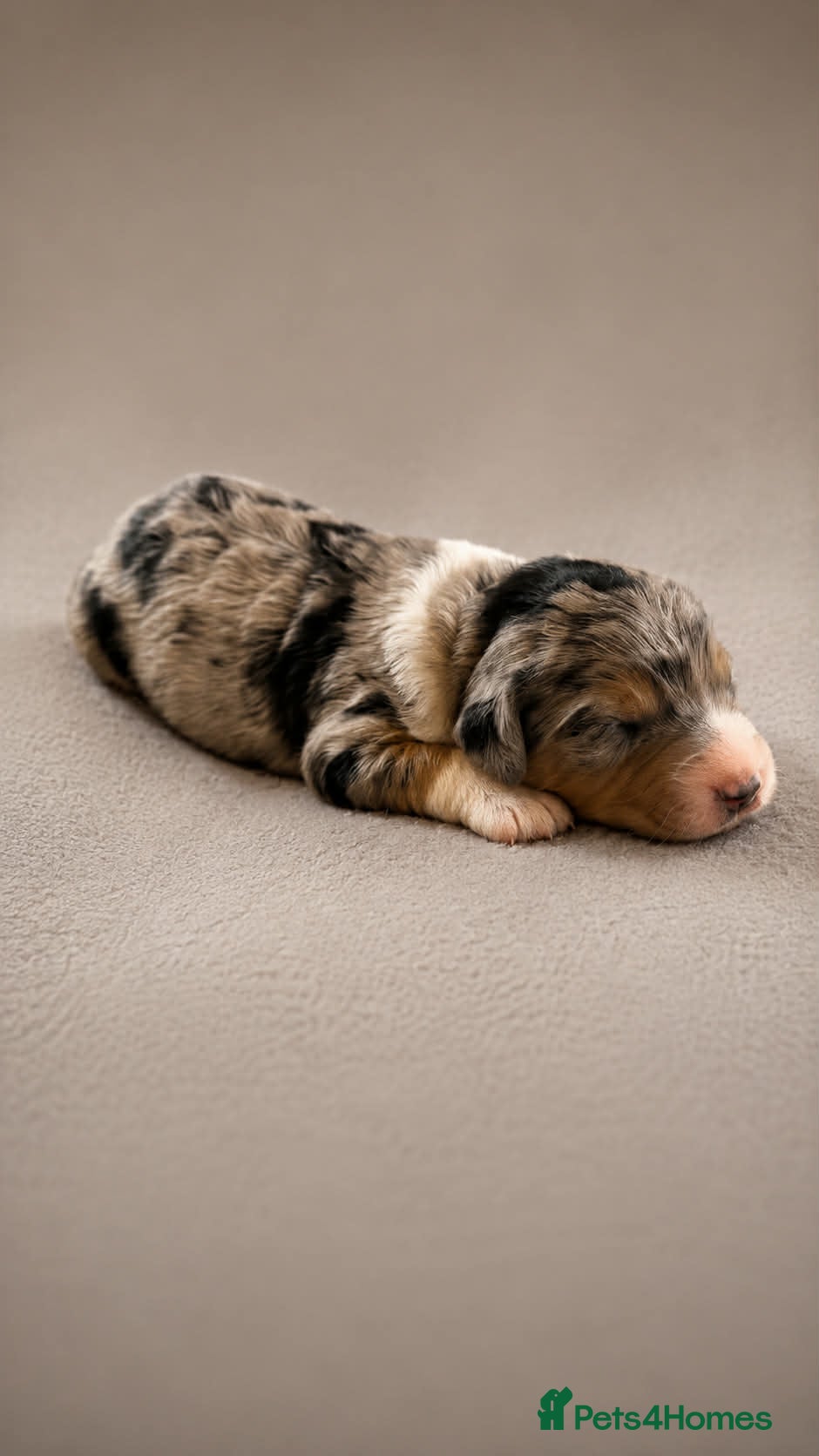 Bordoodle dogs Beautiful Merle Bordoodle puppies  - Advert 2