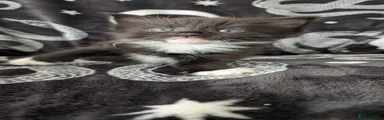 Maine Coon 5