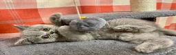 British Shorthair cats for sale: British shorthair blue - Advert 4
