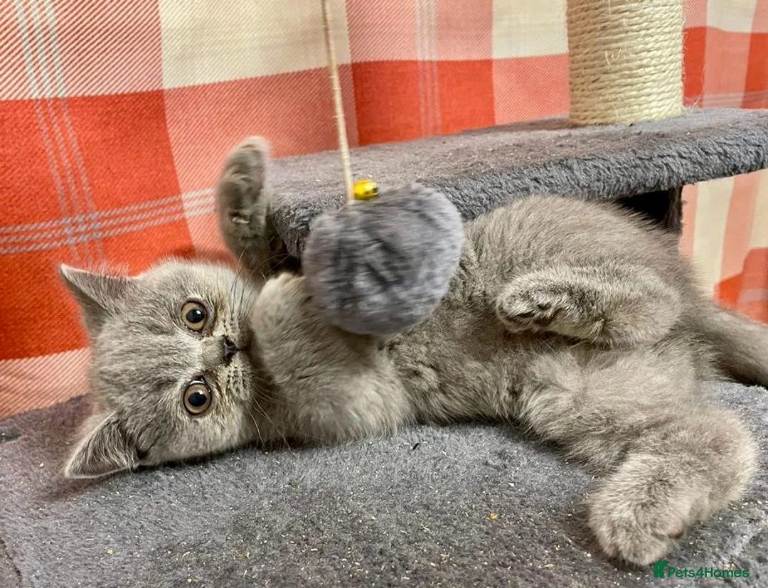 British Shorthair cats for sale: British shorthair blue - Advert 4