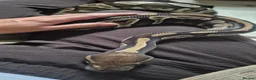 Python Snake reptiles for sale: 2 ball pythons - Advert 8