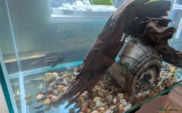 Turtle reptiles for sale: Three turtles with the entire set u+loads of extra - Image 5