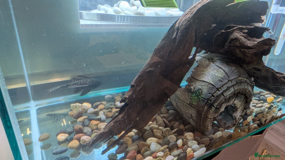 Turtle reptiles for sale: Three turtles with the entire set u+loads of extra - Image 5