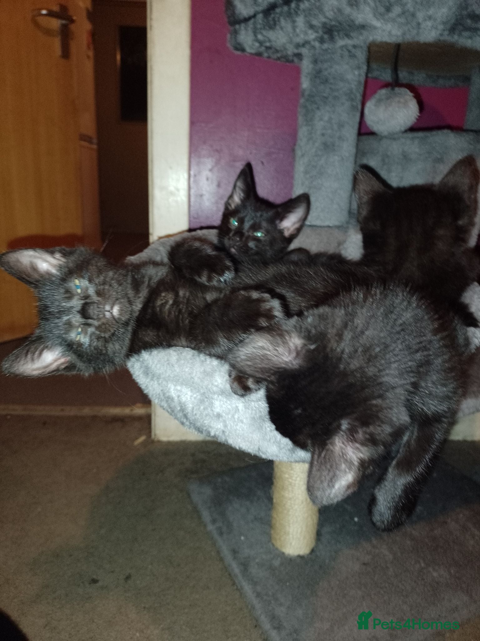Bombay cats Black kittens  - Advert 12