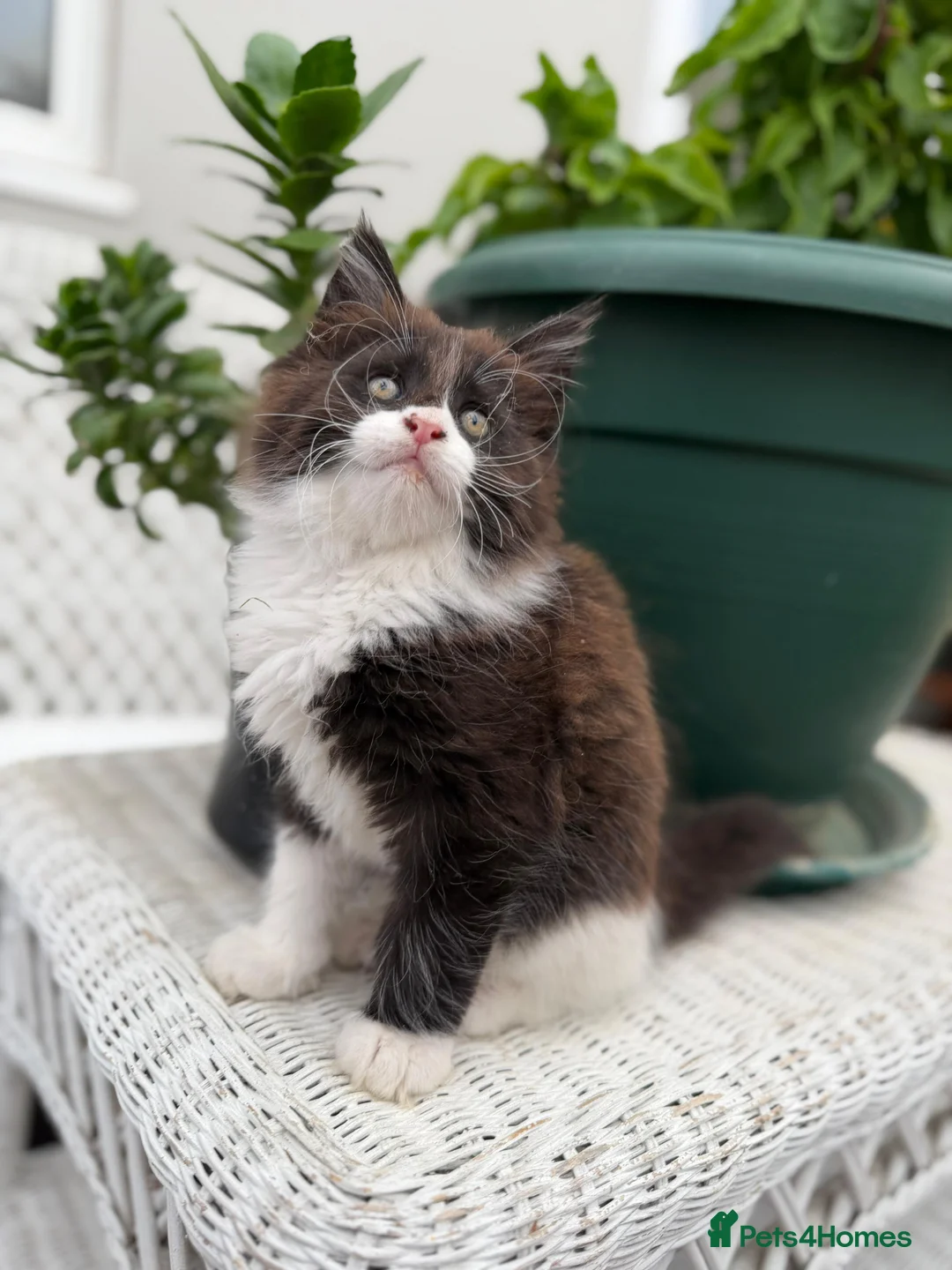 Mixed Breed cats for sale: 2 beautiful kittens - Advert 2