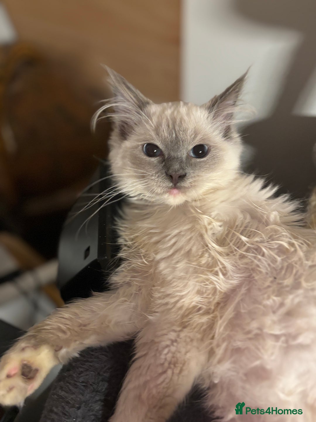 Ragdoll cats for sale: Beautiful ragdoll READY NOW - Advert 8