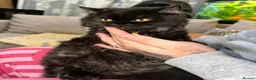 British Longhair cats for sale: British longhair male - Advert 2