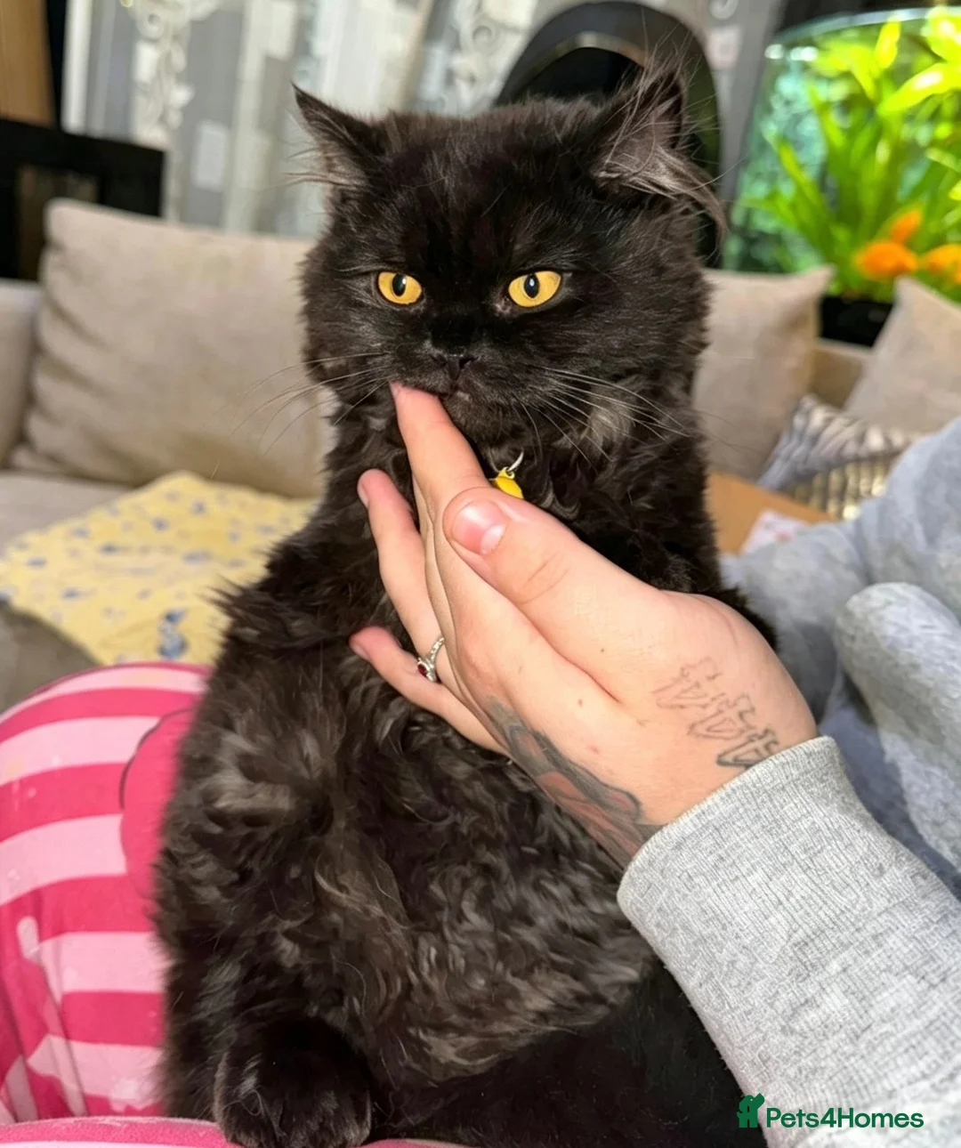 British Longhair cats for sale: British longhair male - Advert 2