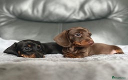 Miniature Dachshund dogs for sale: Miniature Dachshund puppies  - Image 1