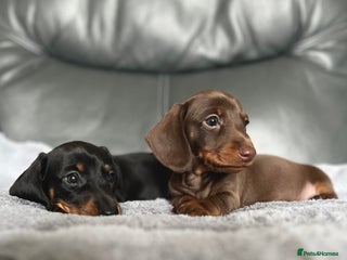 Miniature Dachshund dogs - Advert 2