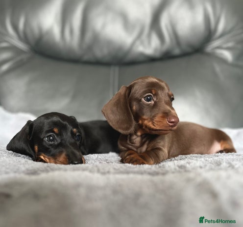 Miniature Dachshund dogs - Advert 4