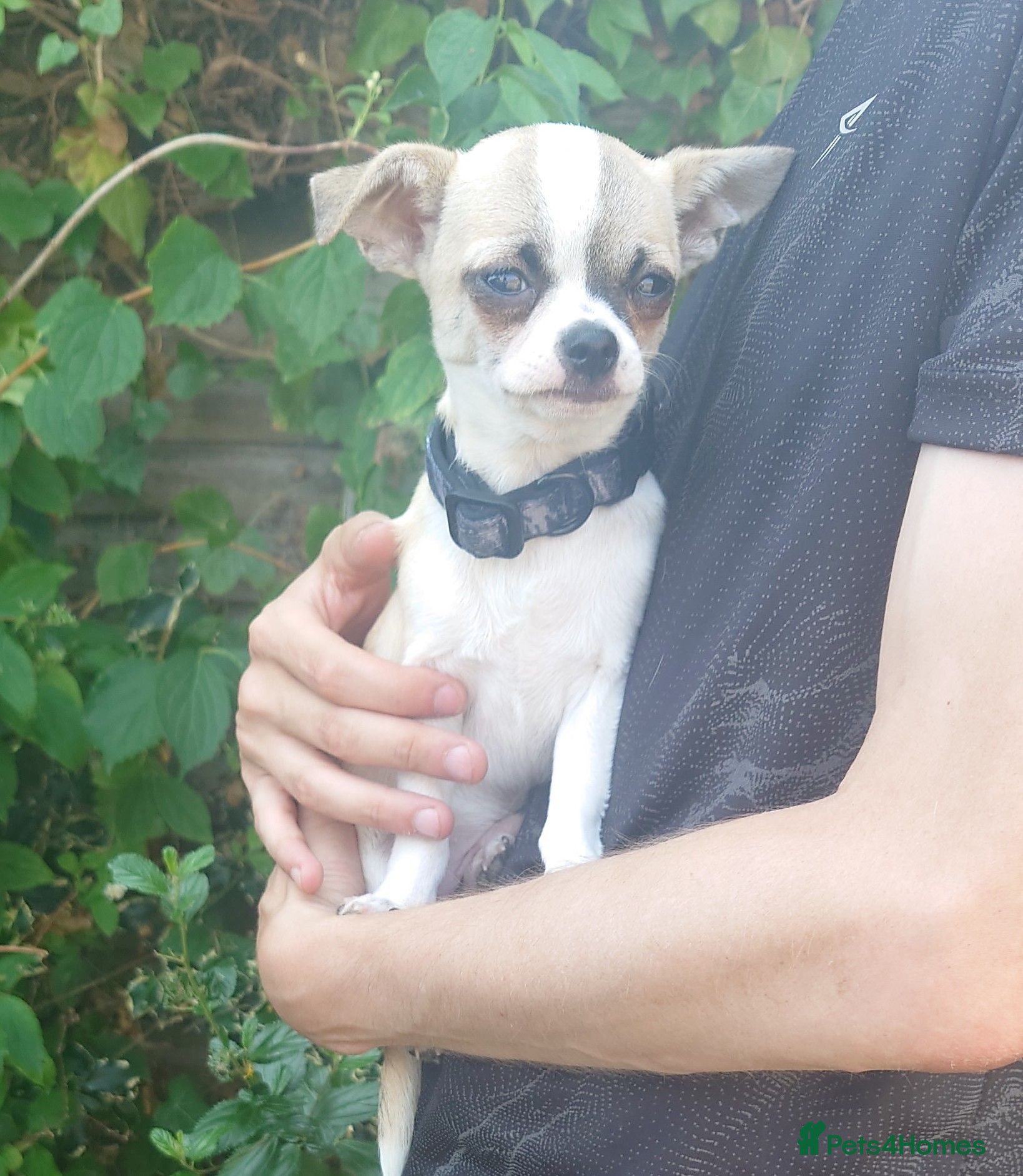 Chihuahua dogs Apple head chihuahua boy 17w  - Advert 6