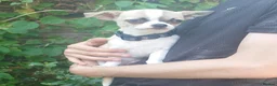 Chihuahua dogs for sale: Apple head chihuahua boy 17w  in Colchester - Advert 5