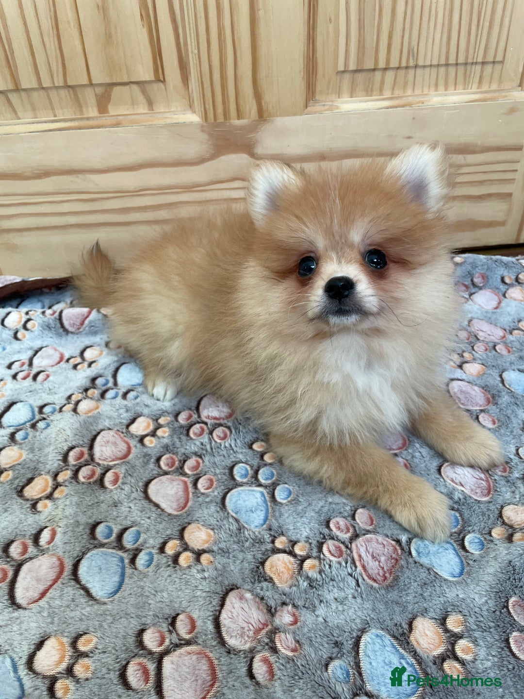Pomeranian dogs for sale: Two puppies left Ready to Leave  - Image 8