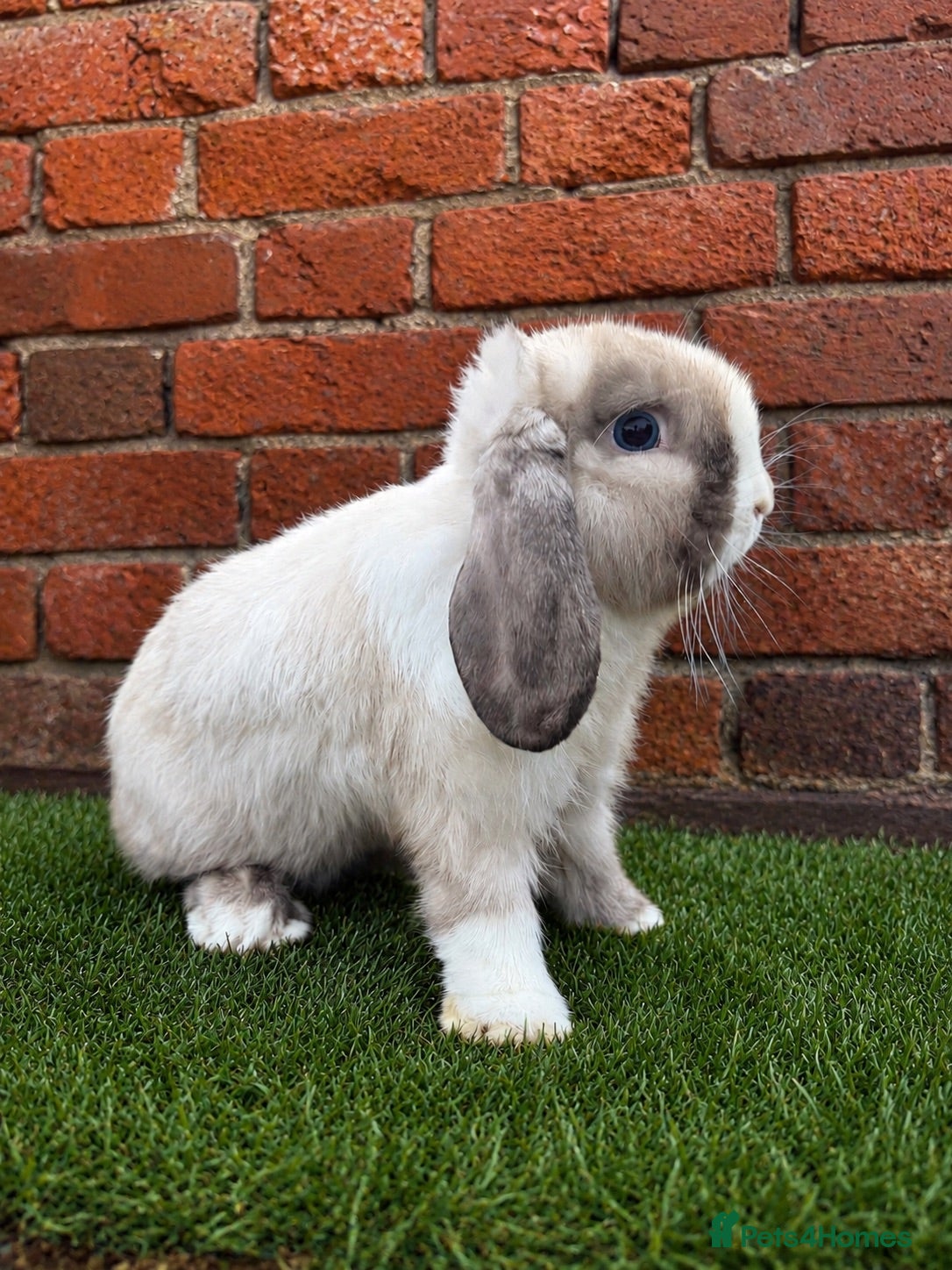 Mini Lop rabbits Pure breed mini lop bucks  - Advert 1