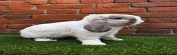 Mini Lop rabbits for sale: Pure breed mini lop bucks  - Advert 1