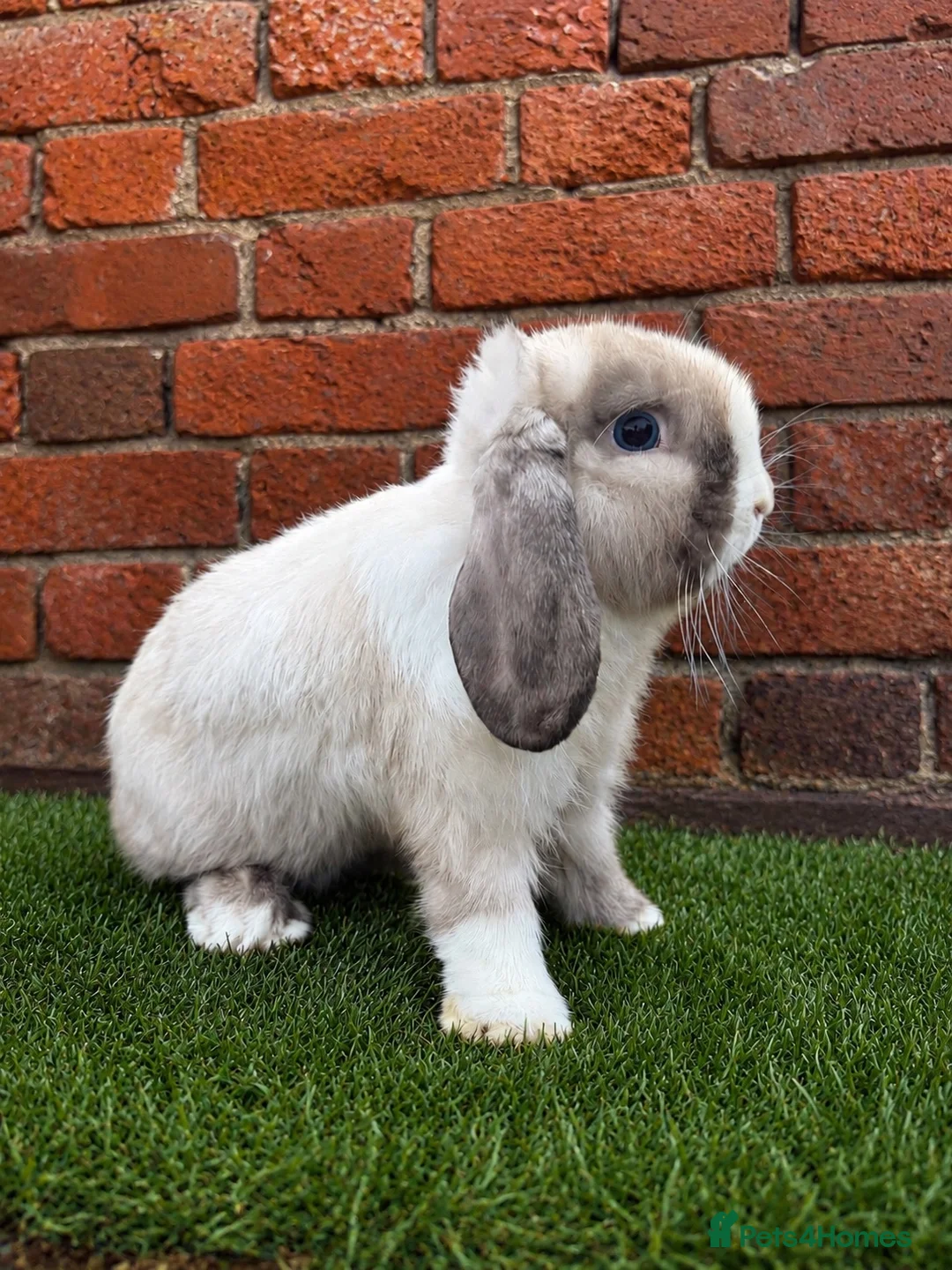 Mini Lop rabbits for sale: Pure breed mini lop bucks  - Advert 1