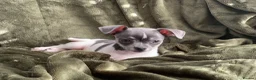 Chihuahua dogs for sale: Last beautiful boy !  blue tri chihuahua pup male - Advert 7