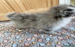 Pomeranian dogs for sale: Two puppies left Ready to Leave  - Image 14