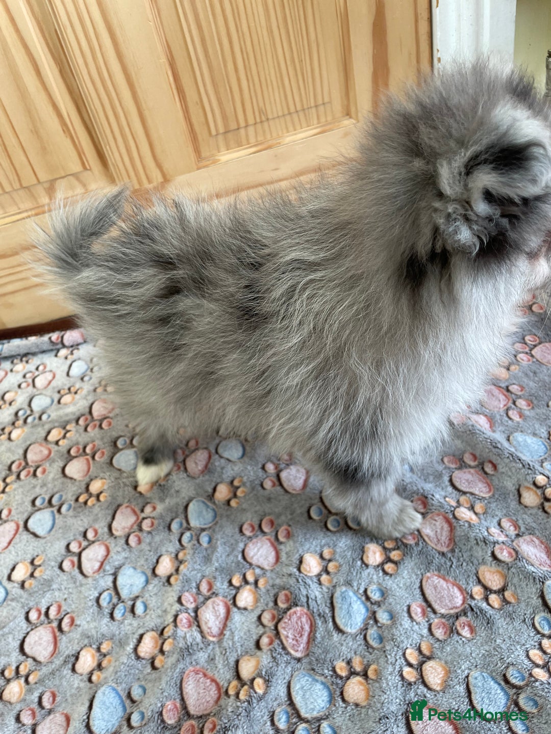 Pomeranian dogs for sale: Two puppies left Ready to Leave  - Image 14