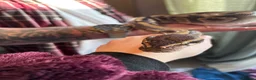 Python Snake reptiles for sale: Female Mojave Royal Python in Sittingbourne - Advert 24