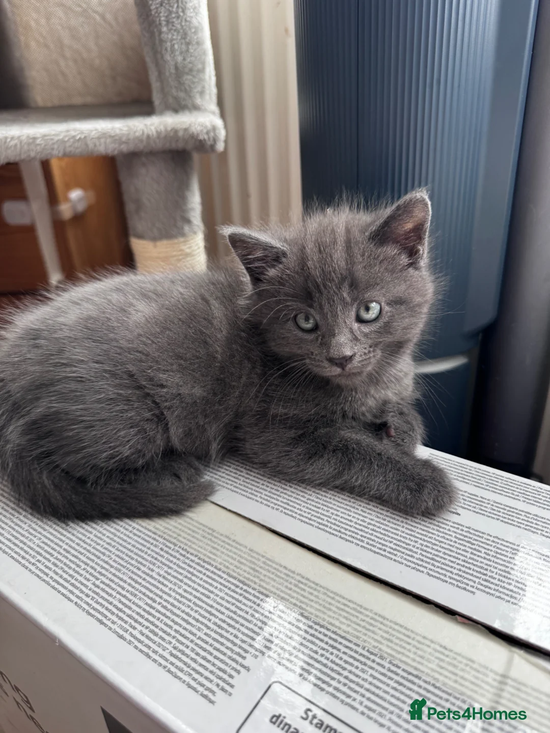 Mixed Breed cats for sale: Beautiful kittens looking new home 🩷❤️🧡 - Advert 2