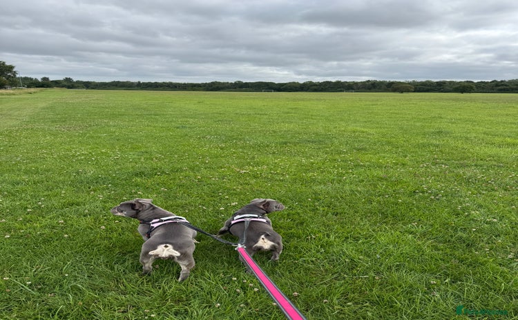 French Bulldog dogs - Advert 2