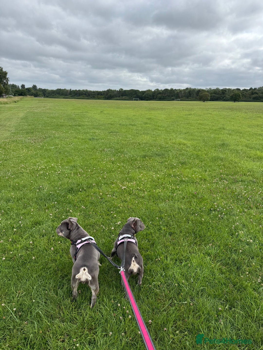 French Bulldog dogs for sale: Looking to Rehome My 2 French Bulldogs - Image 1