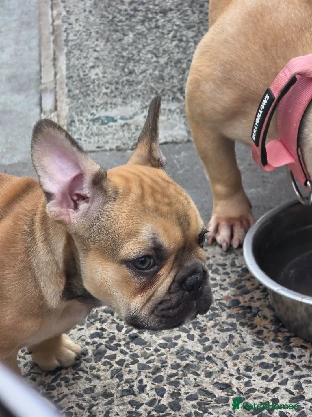 French Bulldog dogs for sale: 9 week old french bulldog pup - Advert 2