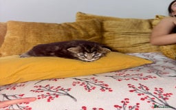 Maine Coon cats for sale: 3 Maine Coon kittens  - Advert 17