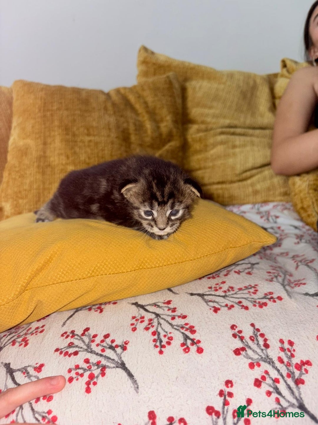 Maine Coon cats for sale: 3 Maine Coon kittens  - Advert 17