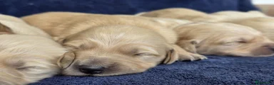 Goldador Puppy 5