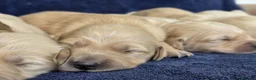 Goldador dogs for sale: 🐶 Adorable puppies ready for their forever homes  - Advert 12