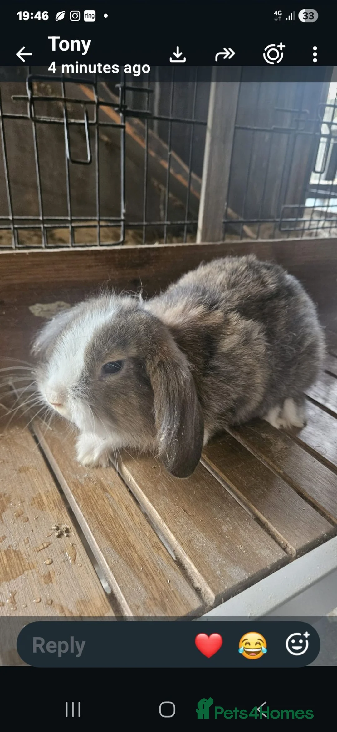 French Lop rabbits for sale: Mini Lop/Teddy Lionhead READY to leave now - Advert 2