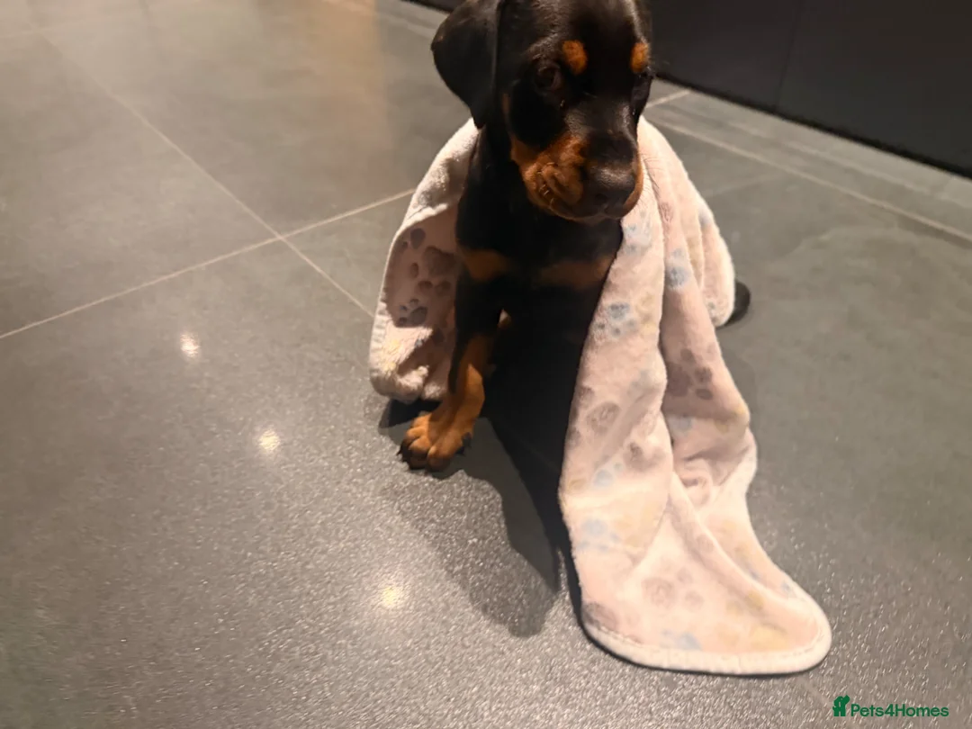 Dobermann dogs for sale: Doberman Champion health tested pup  - Advert 12