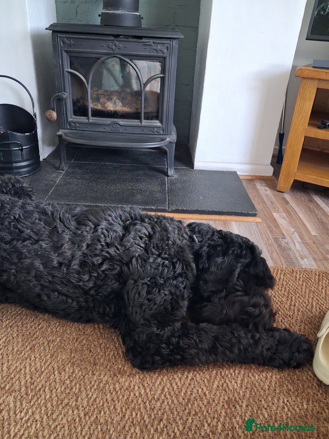 Mixed Breed dogs for sale: Giant schnauzer x standard poodle - Image 2