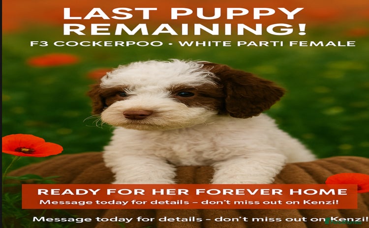 Cockapoo dogs in Darwen - Advert 9