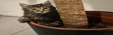Odin