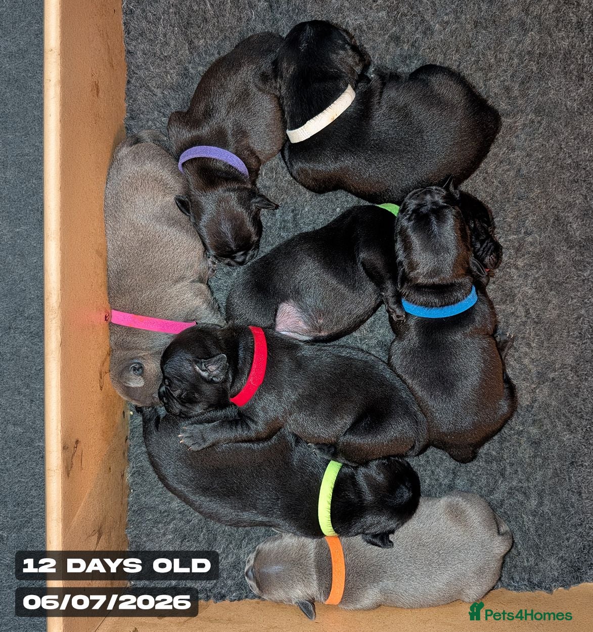 Staffordshire Bull Terrier dogs Blue & Black KC Staffie Puppies - Champ Bloodline - Advert 2