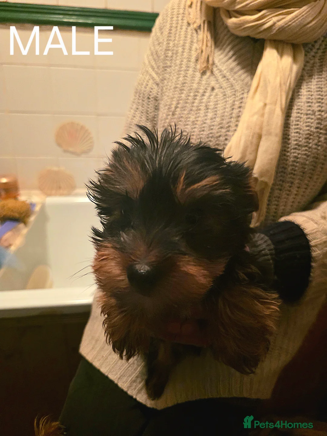 Yorkshire Terrier dogs for sale: Four Stunning Yorkie(Brewer) Pups Ready To Go Now! - Advert 4