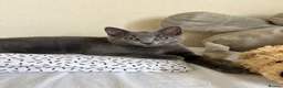 Mixed Breed cats for sale: Beautiful gray female kitten - Advert 9