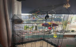 Lovebirds birds for sale: Love birds x2 plus’s cage and accessories - Image 10